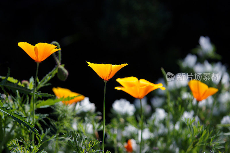 Eschscholzia californica花